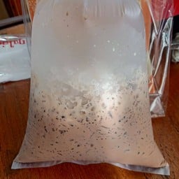 โกโก้เย็นถุง