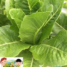 กรีนคอส