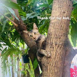 Tip ค่าขนมน้องแมว เหมียว เหมียว For cat