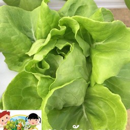 บัตเตอร์เฮด