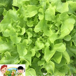 กรีนโอ๊ค