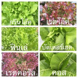 ผักรวม6ต้น