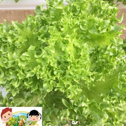 ฟินเลย์