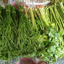 คะน้า-กวางตุ้งดอก-ใบ