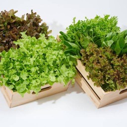 Fairy's house salad organic สาขา กรุงเทพฯ