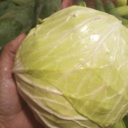 กะหล่ำปลีกิโลละ50