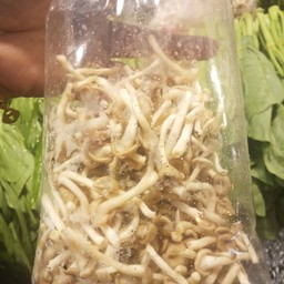 เห็ดถอนขาวถุงละ25