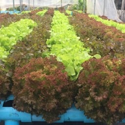 สลัดสุขภาพ