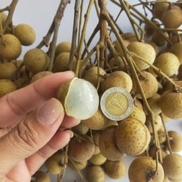 ทองม้วนจั้มบึ๊ด