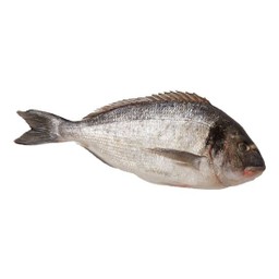 Fresh King Seabream 1 Fish