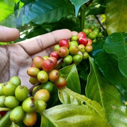 FirstCoff.