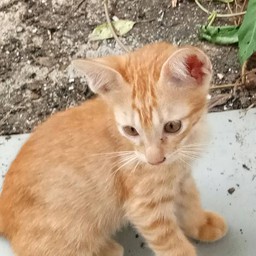 หนุ่มหล่อใจดีโสดด้วยคร๊าบบ