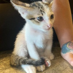 น้อล ลาเต้