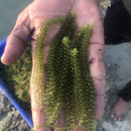 สาหร่ายพวงองุ่น สด สด จากฟาร์มทุกวัน