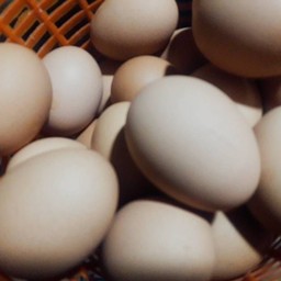 ไข่ต้มฟองละ