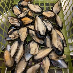 หอยแมลงภู่ชิลี ไซส์บิ้กเบิ้ม