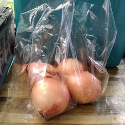 หอมใหญ่