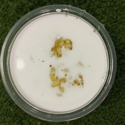 เต้าส่วน