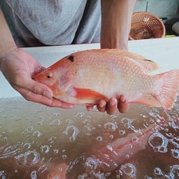 ร้านปลาทับทิม