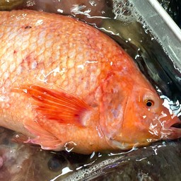 มดปลาสดทะเลสด ตลาด เอ.ซี คลอง 4