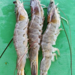 กุ้ง