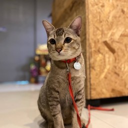 ทิปน้องแมวลาเต้
