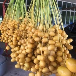 ผลไม้ลุงหนวด