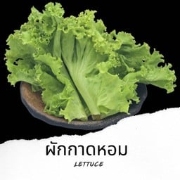 ผักกาดหอม Lettuce V12