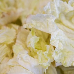 ผักกาดขาว