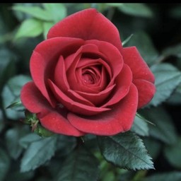 ชากุหลาบ ใสเย็น