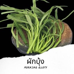 ผักบุ้ง Morning glory V15