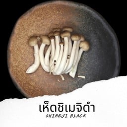 เห็ดชิเมจิดำ Shimeji Black V5