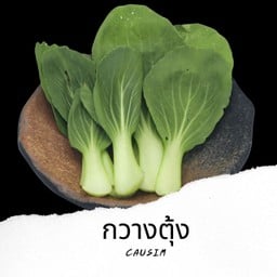 กวางตุ้ง Boy Choy V9