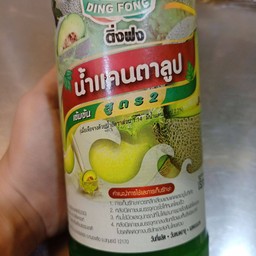 #แคนตาลูบโซดา