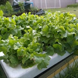 มีแต่เพรา Byครูพี่9