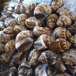 หอยหวาน 500g