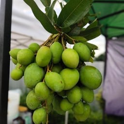 น้ำปลาหวานมะม่วงเบา ร้านบาลิกา