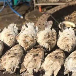 ปลาวาฬกุ้งย่างเมี่ยงปลาเผา