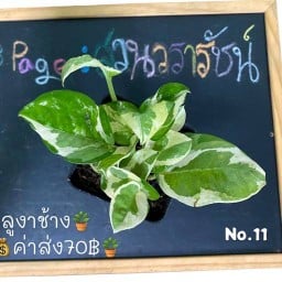 บ้านสวนวรารัชน์