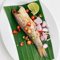 ปลากระบอกร้า