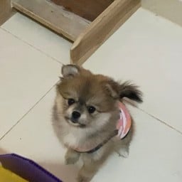 ลุงแสงเป็ดย่าง   กังสดาล