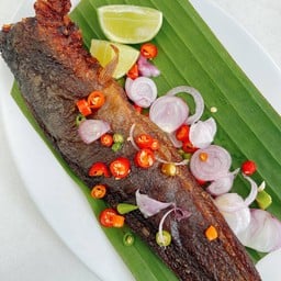 ปลาดุกร้า