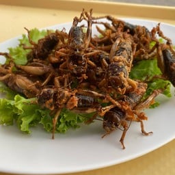 ครัวป่าขาม