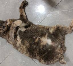เพลินกะเพรา