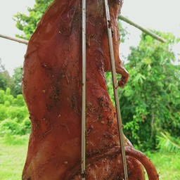 ไก่อบโอ่ง หนูนาอบโอ่งป่าเสือ