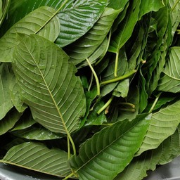 สมุนไพรไทย