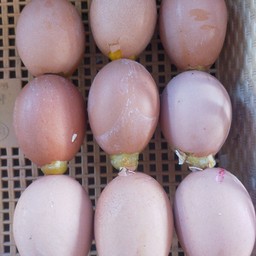 ไข่ทรงเครื่อง