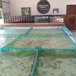 อยู่ทะเลซีฟู้ดนครพนม กุ้งเผา