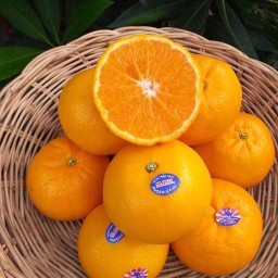 ผลไม้ตามฤดูกาลกาล by น้องเต่า