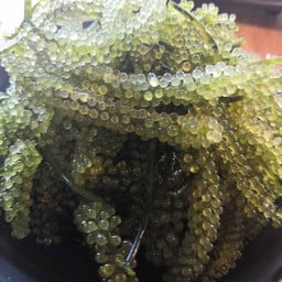 ส่าหร่ายพ่วงองุ่น 200กรัม